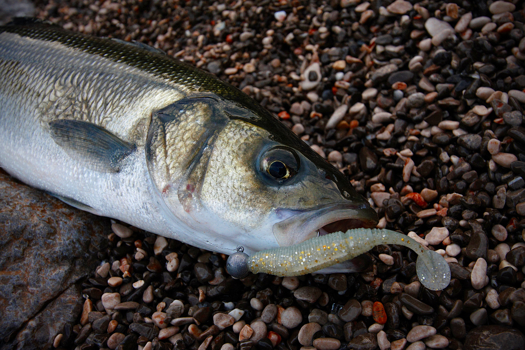 Sakura Slit Shad - more